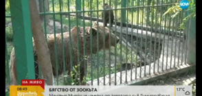 Мечка избяга от клетката си в зоокъта в Димитровград (ВИДЕО)