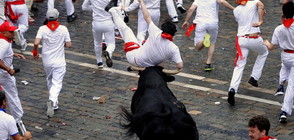 Няколко ранени на фестивала с бикове в Памплона (ВИДЕО+СНИМКИ)