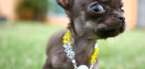 Учени създадоха 49 клонинга на най-малкото куче на света (ВИДЕО)