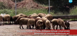 Защо животновъди от Ямбол блокираха пътища?