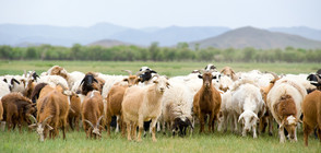Две са стадата, в които има констатирана положителна проба за чума (ВИДЕО)