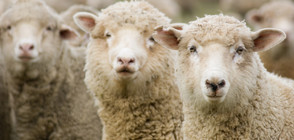 ЧУМА ПО ТЕЛЕФОНА: Лъжат фермери, че животните им са болни и им искат пари