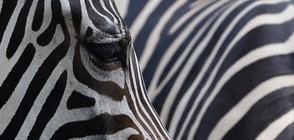 Зоопарк мами посетители с боядисани като зебри магарета (СНИМКА)