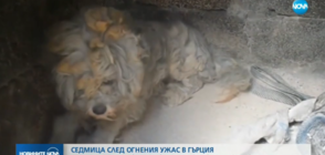 СЕДМИЦА СЛЕД ОГНЕНИЯ АД В АТИНА: Откриха живо куче в изгоряла къща (ВИДЕО)