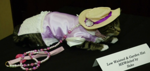 Котки "дефилират" по червен килим на модно шоу (ВИДЕО+СНИМКИ)