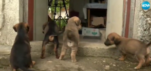 Румен Бахов - с рекорд за осиновяване на малки кученца (ВИДЕО)