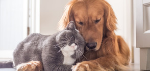 25 снимки, които ще ви накарат да си вземете домашен любимец (ГАЛЕРИЯ)