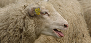 Компютърна фирма ще доставя препарати за чумата по овцете