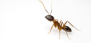 Мравка се опита да открадне диамант (ВИДЕО)