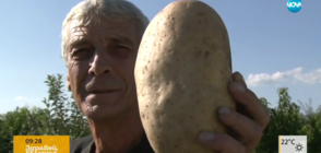 Мъж извади гигантски картоф с тегло 1.245 кг (ВИДЕО)
