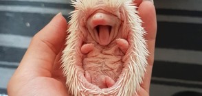 20 снимки, които ще ви усмихнат и умилят (ГАЛЕРИЯ)