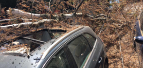 Дърво премаза две коли в центъра на София (ВИДЕО+СНИМКИ)