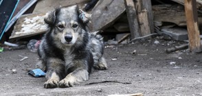 Близо 3600 са безстопанствените кучета в София