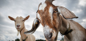 Метрото в Ню Йорк спря заради кози на релсите (ВИДЕО)