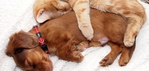 Забавни и сладки: Снимки, които ще ви накарат да се усмихнете (ГАЛЕРИЯ)