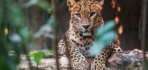 Откриха нов вид леопарди