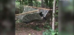 Американка завари мечка да се люлее в хамака й (ВИДЕО)