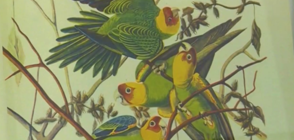 ЗА ПРЪВ ПЪТ: Уникална изложба с илюстрации на птици отпреди век (ВИДЕО)