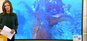 Любвеобилен октопод прегръща водолаз, който го снима (ВИДЕО)