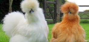 ЧУДО НА ПРИРОДАТА: 20 животни със забавни прически (ГАЛЕРИЯ)