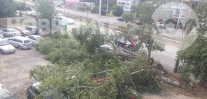 Бурният вятър събори дървета, остави 8000 домакинства без ток (ВИДЕО)