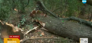 Силният вятър прекърши дърво в Борисовата градина