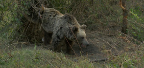 Освободиха кафява мечка от бракониерски капан