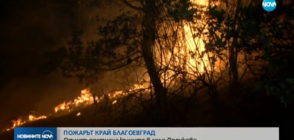 Пожар опустоши 400 декара иглолистна гора край Благоевград