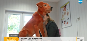 ГАВРА: Боядисаха куче с червена боя за коса (ВИДЕО)