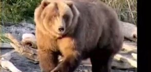 В Аляска избират най-дебелата мечка (ВИДЕО)
