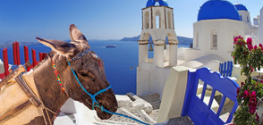 Пълните туристи няма да яздят магарета на остров Санторини