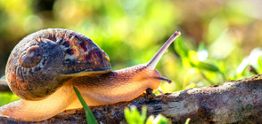 Учени откриха охлюв на 99 милиона години (СНИМКА)