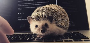 НЕОБИЧАЕН ДОМАШЕН ЛЮБИМЕЦ: Какво е да отглеждаш таралеж? (ГАЛЕРИЯ)