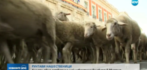 Хиляди овце блокираха най-известния булевард в Мадрид (ВИДЕО)