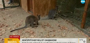 Продължава издирването на кенгуруто беглец от Сандански (ВИДЕО)