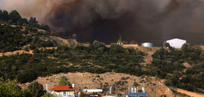 Огромен пожар гори на Ситония (ВИДЕО+СНИМКИ)