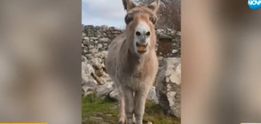 Магарешко сопрано конкурира танцуващ папагал