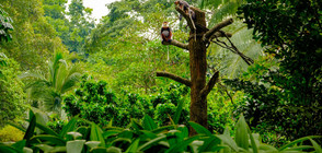 60% от дивите животни са изчезнали от лицето на Земята