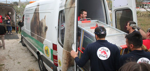 "Четири лапи" евакуира животни от незаконен зоопарк в Албания (СНИМКИ)