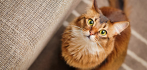 Как вашата котка ви върти на пръста си? (ВИДЕО)