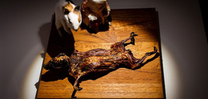 Откриха музей на най-отвратителните храни в света (ВИДЕО+СНИМКИ)