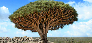 Най-великолепните дървета в света (ГАЛЕРИЯ)