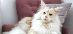 Коя е една от най-големите домашни котки в света? (ГАЛЕРИЯ)