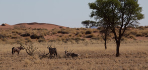 Дронове ще спасяват диви животни в Сахарската пустиня