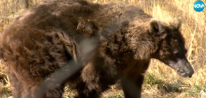 СПАСЕНА: Оперираха успешно мечка, страдаща от глаукома (ВИДЕО)