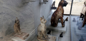 В Египет откриха гробници с мумифицирани животни