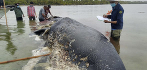Мъртъв кит с пластмасови боклуци в стомаха е открит в Индонезия
