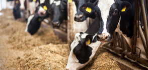 "Ле Монд": Над 1 млн. тона храна за животни в Европа може да е заразена