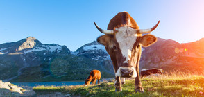 РЕФЕРЕНДУМ В ШВЕЙЦАРИЯ: „За” или „Против” рогата на кравите