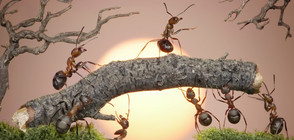 Когато мравките боледуват, излизат в "болнични"
